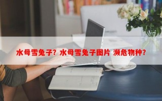 水母雪兔子？水母雪兔子图片 濒危物种？